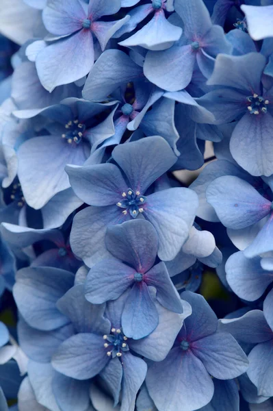 Натуральний Квітковий Фон Блакитних Квітів Hydrangea Macrophylla Bigleaf Hydrangea — стокове фото