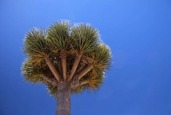Flóra Gran Canaria Dracaena Draco Kanárské Ostrovy Dračí Strom Jasně — Stock fotografie
