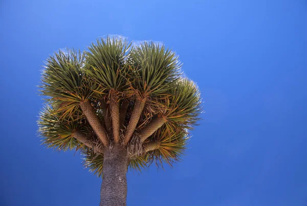 Flora Gran Canaria Dracaena Draco Dragón Canario Cielo Azul Brillante — Foto de Stock