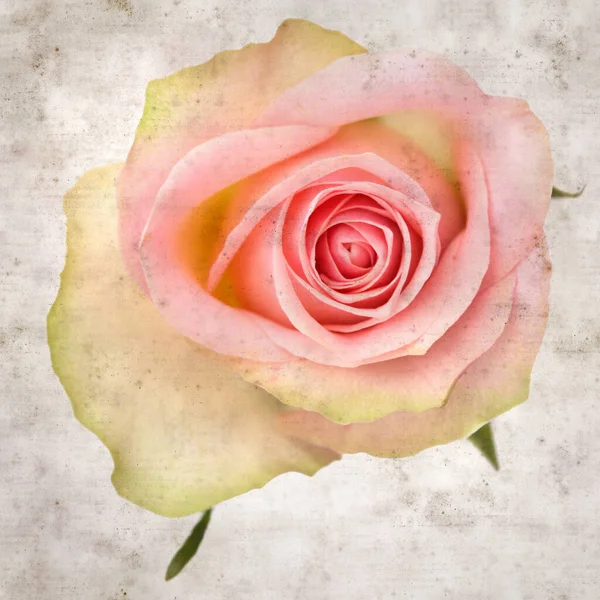 desenli eski kağıt arka plan, kare, pembe ve yeşil gül