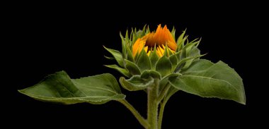 Siyah arkaplanda izole edilmemiş ayçiçeği