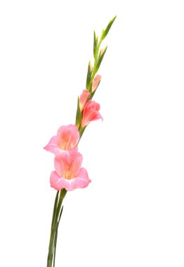 Nazik pembe gladyatörler ya da beyaz arka planda izole edilmiş zambak kılıçları.