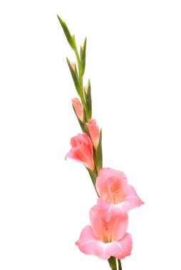 Nazik pembe gladyatörler ya da beyaz arka planda izole edilmiş zambak kılıçları.