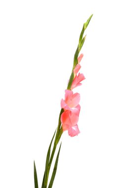 Nazik pembe gladyatörler ya da beyaz arka planda izole edilmiş zambak kılıçları.