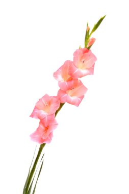 Nazik pembe gladyatörler ya da beyaz arka planda izole edilmiş zambak kılıçları.