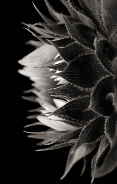 Siyah Arkaplanda Izole Edilmemiş Ayçiçeği — Stok fotoğraf