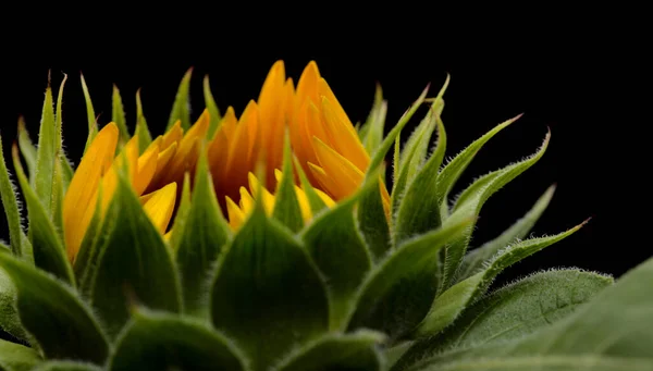 Tournesol Non Ouvert Isolé Sur Fond Noir — Photo