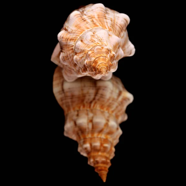 Плевроплока Трапециевидная Трапециевидная Лошадиная Раковина Изолирована Черном — стоковое фото
