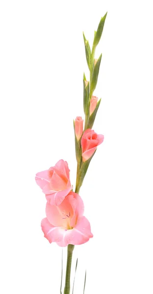 Sanfte Rosa Gladiole Oder Schwertlilie Isoliert Auf Weißem Hintergrund — Stockfoto