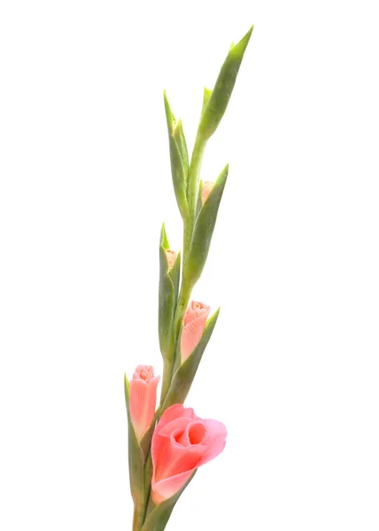 Gladiole Rose Doux Lys Épée Isolé Sur Fond Blanc — Photo