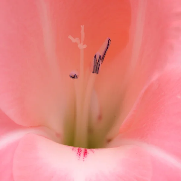Skonsam Rosa Gladiolus Eller Svärd Lilja Isolerad Vit Bakgrund — Stockfoto