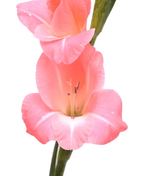 Gentle Pink Gladiolus Sword Lily Isolated White Background — Stock Photo, Image