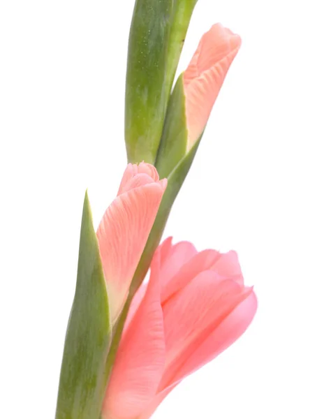 Delikatny Różowy Gladiolus Lub Miecz Lilia Izolowane Białym Tle — Zdjęcie stockowe