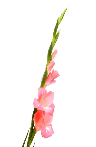 Мягкий Розовый Гладиолус Меч Лилии Изолированы Белом Фоне — стоковое фото