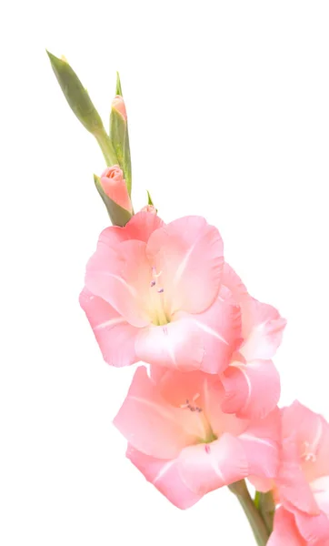 Gyengéd Rózsaszín Gladiolus Vagy Kard Liliom Elszigetelt Fehér Alapon — Stock Fotó