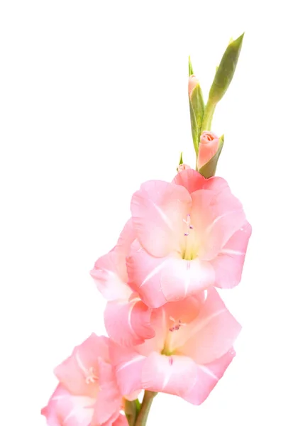 Gyengéd Rózsaszín Gladiolus Vagy Kard Liliom Elszigetelt Fehér Alapon — Stock Fotó