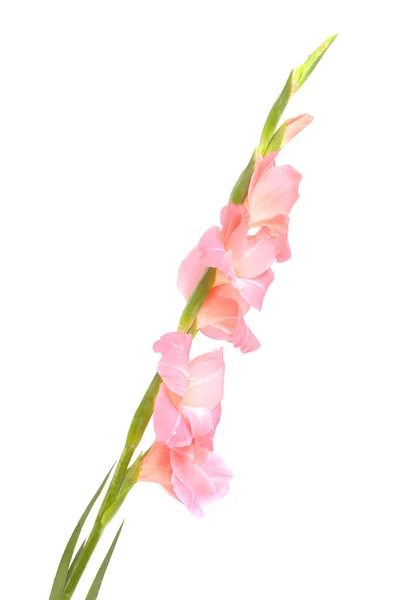 Skonsam Rosa Gladiolus Eller Svärd Lilja Isolerad Vit Bakgrund — Stockfoto