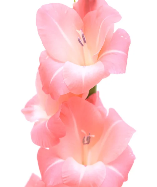 Delikatny Różowy Gladiolus Lub Miecz Lilia Izolowane Białym Tle — Zdjęcie stockowe