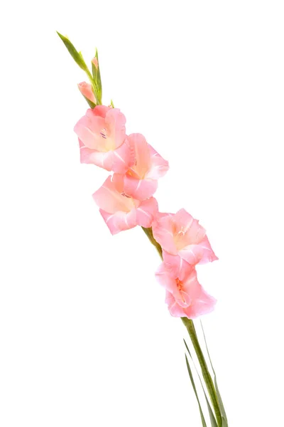Sanfte Rosa Gladiole Oder Schwertlilie Isoliert Auf Weißem Hintergrund — Stockfoto