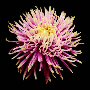 Sıradışı açık yeşil ve mor yıldız kasımpatı siyah arkaplanda izole edilmiş.