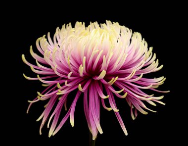 Sıradışı açık yeşil ve mor yıldız kasımpatı siyah arkaplanda izole edilmiş.