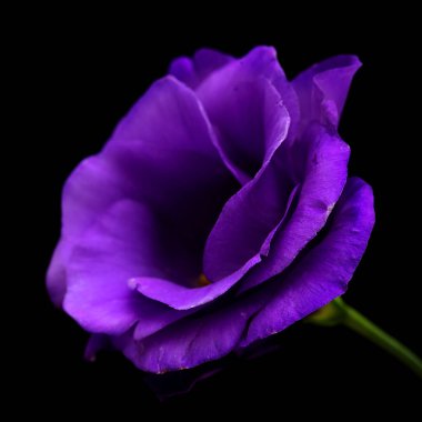 Siyah arkaplanda izole edilmiş koyu mor lisianthus bir dallanma sapı