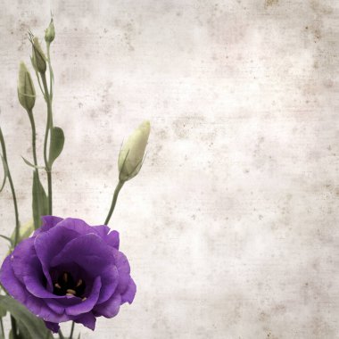 koyu mor östoma çiçekleri ve tomurcukları ile dokulu eski kağıt arkaplan