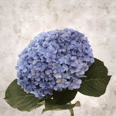 desenli eski kağıt arka plan, kare, mavi Fransız ortancası