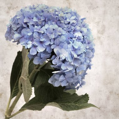 desenli eski kağıt arka plan, kare, mavi Fransız ortancası