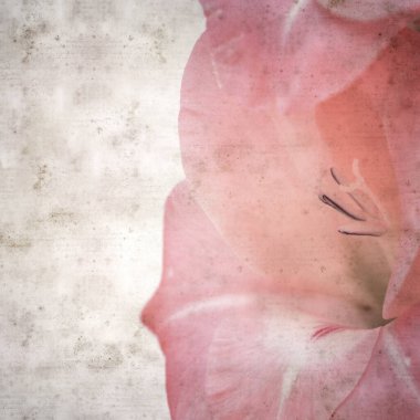 zarif pembe Gladiolus 'lu eski moda kağıt arka plan
