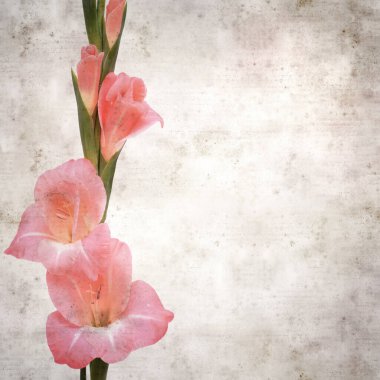 zarif pembe Gladiolus 'lu eski moda kağıt arka plan