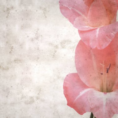 zarif pembe Gladiolus 'lu eski moda kağıt arka plan