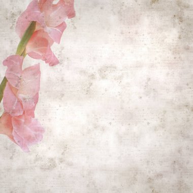 desenli eski kağıt arka plan, kare, yumuşak pembe Gladiolus