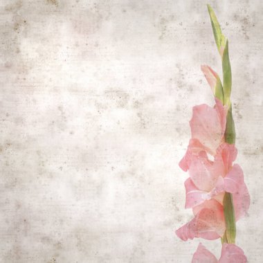desenli eski kağıt arka plan, kare, yumuşak pembe Gladiolus