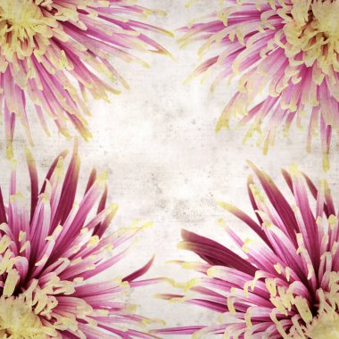 desenli eski kağıt arka plan, kare, değişik taç yapraklarıyla alışılmadık kasımpatı 