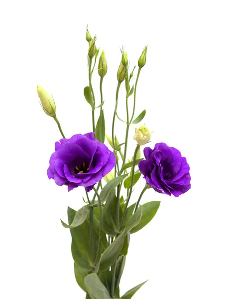 Branching Stem Dark Purple Lisianthus Isolated White Background — Stock Photo, Image