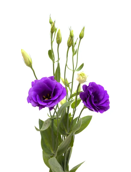 Tronco Ramificado Lisianthus Roxo Escuro Isolado Fundo Branco — Fotografia de Stock