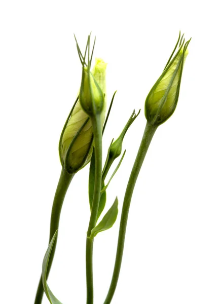 Een Vertakkende Stengel Van Donker Paars Lisianthus Geïsoleerd Witte Achtergrond — Stockfoto