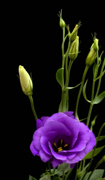 Tronco Ramificado Lisianthus Roxo Escuro Isolado Fundo Preto — Fotografia de Stock