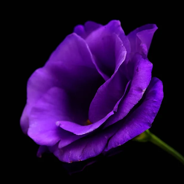 A branching stem of dark purple lisianthus isolated on black background