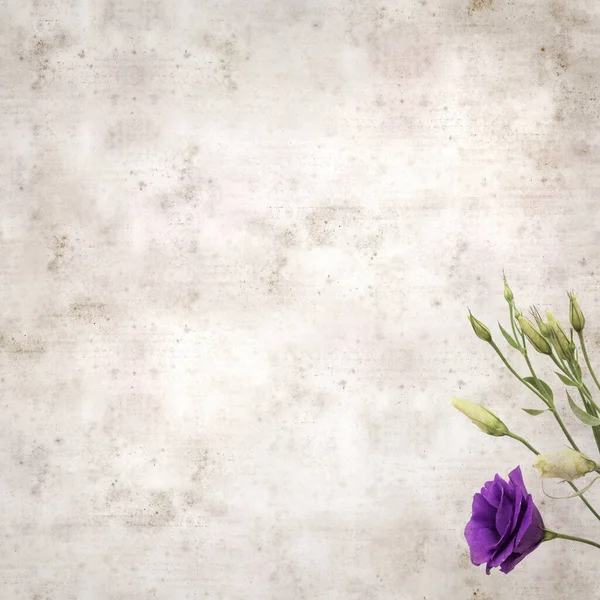 Getextureerde Oude Papieren Achtergrond Met Donker Violette Eustoma Bloemen Knoppen — Stockfoto