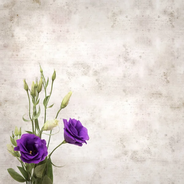 Fundo Papel Velho Texturizado Com Flores Botões Eustoma Violeta Escuro — Fotografia de Stock