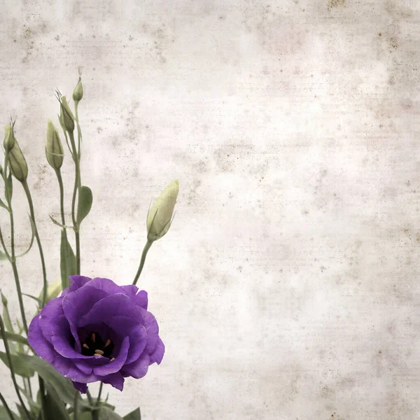 Fondo Papel Viejo Texturizado Con Flores Brotes Eustoma Violeta Oscuro —  Fotos de Stock