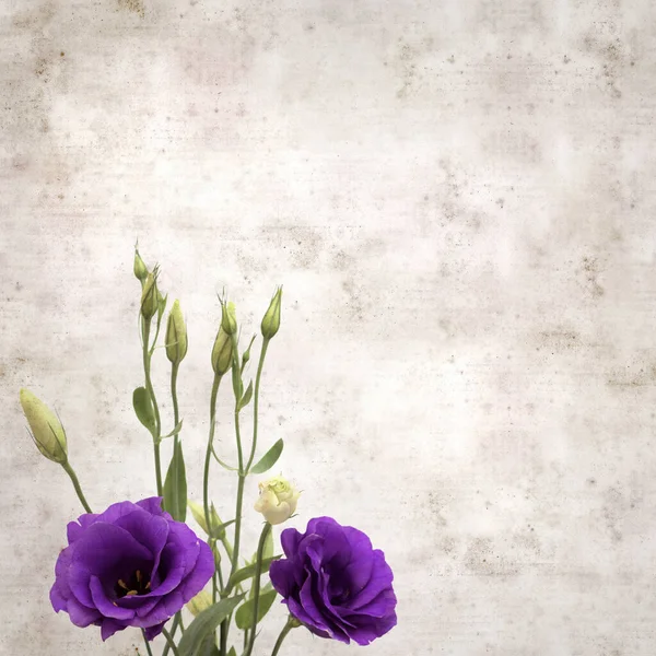 Текстурированный Старый Бумажный Фон Темно Фиолетовыми Цветами Почками Эустомы — стоковое фото