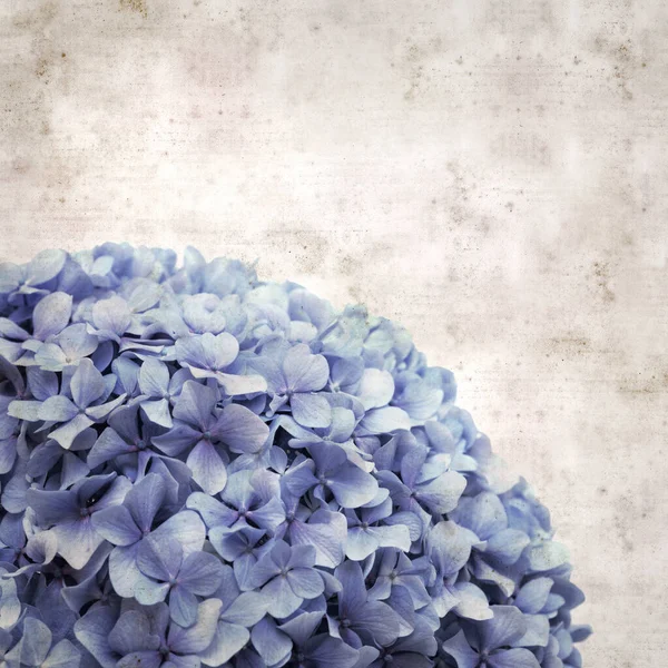 Texturizado Elegante Fondo Papel Viejo Cuadrado Con Hortensias Francesas Azules —  Fotos de Stock