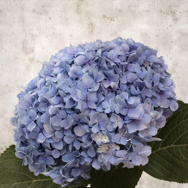 Texturizado Elegante Fondo Papel Viejo Cuadrado Con Hortensias Francesas Azules — Foto de Stock