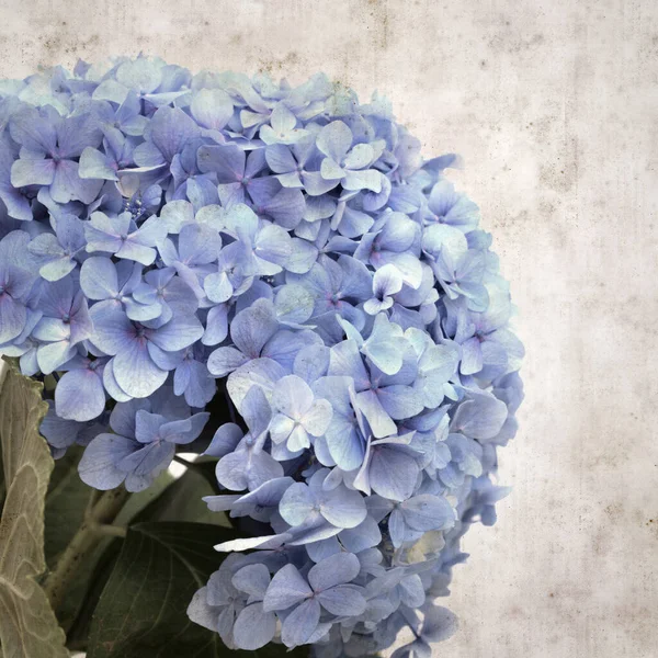 Texturizado Elegante Velho Papel Fundo Quadrado Com Azul Francês Hortênsia — Fotografia de Stock