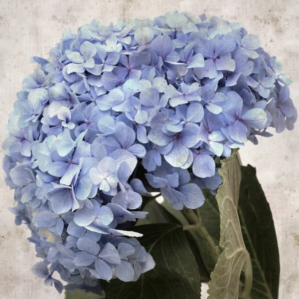 Texturierte Stilvolle Alte Papierhintergrund Quadratisch Mit Blauen Französischen Hortensien — Stockfoto