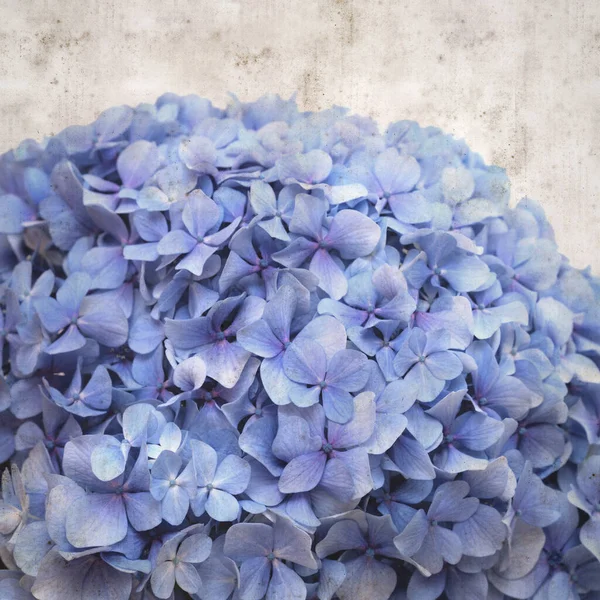 Getextureerde Stijlvolle Oude Papieren Achtergrond Vierkant Met Blauwe Franse Hortensia — Stockfoto