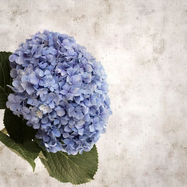 Texturizado Elegante Fondo Papel Viejo Cuadrado Con Hortensias Francesas Azules — Foto de Stock